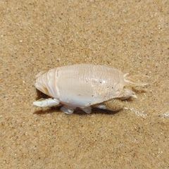 Emerita austroafricana