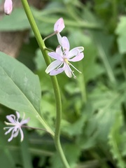 Thelypodium wrightii