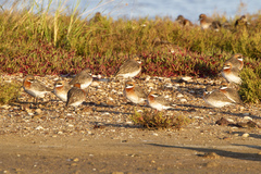 Charadrius mongolus