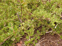 Coprosma ernodeoides