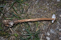 Battarrea phalloides