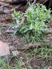 Thelypodium wrightii