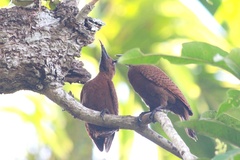 Micropternus brachyurus