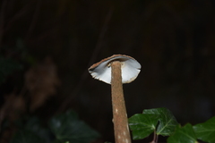 Battarrea phalloides