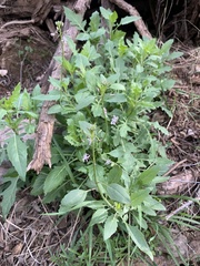 Thelypodium wrightii