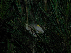 Heteronympha merope