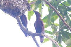 Micropternus brachyurus