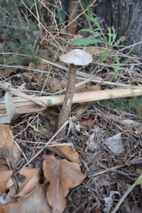 Battarrea phalloides
