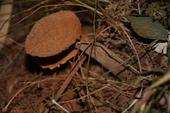 Battarrea phalloides