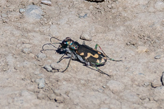 Cicindela senilis