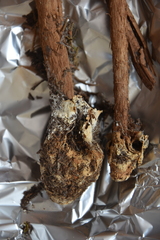 Battarrea phalloides