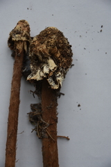 Battarrea phalloides