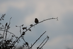 Saxicola rubicola