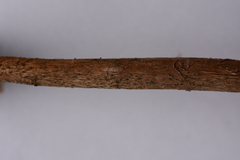 Battarrea phalloides