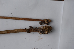 Battarrea phalloides