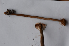 Battarrea phalloides