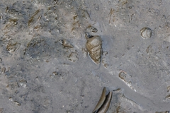 Telescopium telescopium