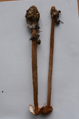 Battarrea phalloides