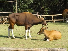 Bos javanicus