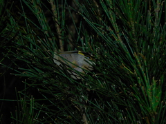 Heteronympha merope