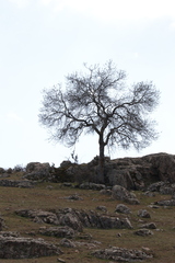 Fraxinus angustifolia