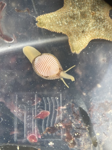 Northern Cowrie, Falmouth Bay, Falmouth, England, GB, photo 8 of 10
