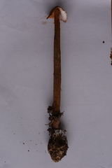 Battarrea phalloides