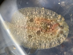 Zeugopterus punctatus