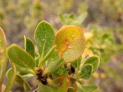 Coprosma montana