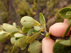 Coprosma montana