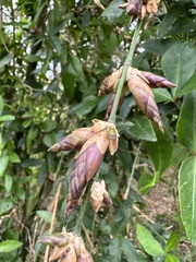 Bambusa oldhamii