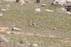 Turdus viscivorus