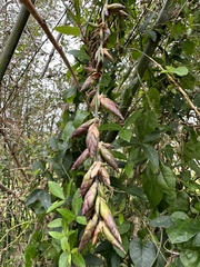 Bambusa oldhamii