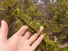 Coprosma montana