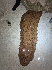 Stichopus herrmanni