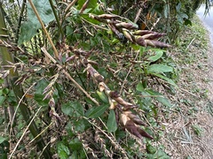 Bambusa oldhamii