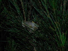 Heteronympha merope