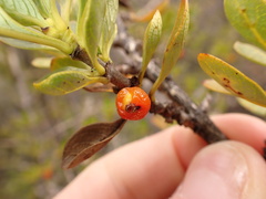 Coprosma montana