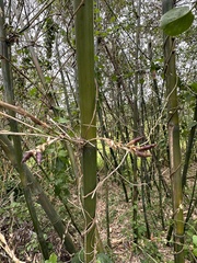 Bambusa oldhamii