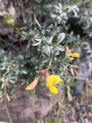 Acmispon rigidus