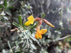 Acmispon rigidus