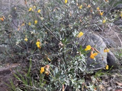 Acmispon rigidus