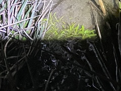 Callitriche heterophylla