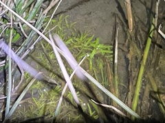 Callitriche heterophylla