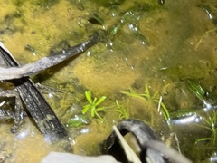 Callitriche heterophylla