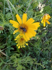Oxythyrea noemi