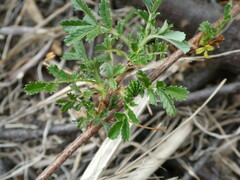 Acaena anserinifolia