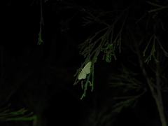 Idaea philocosma