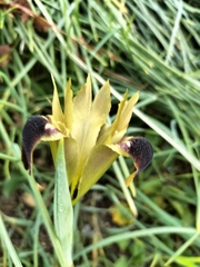 Iris tuberosa