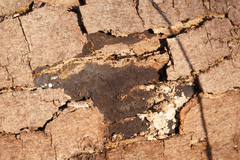 Cryptostroma